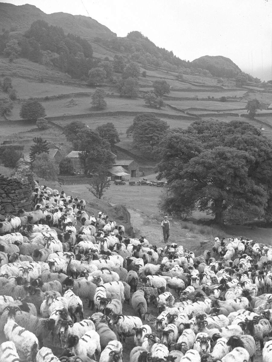 Sheep Farming