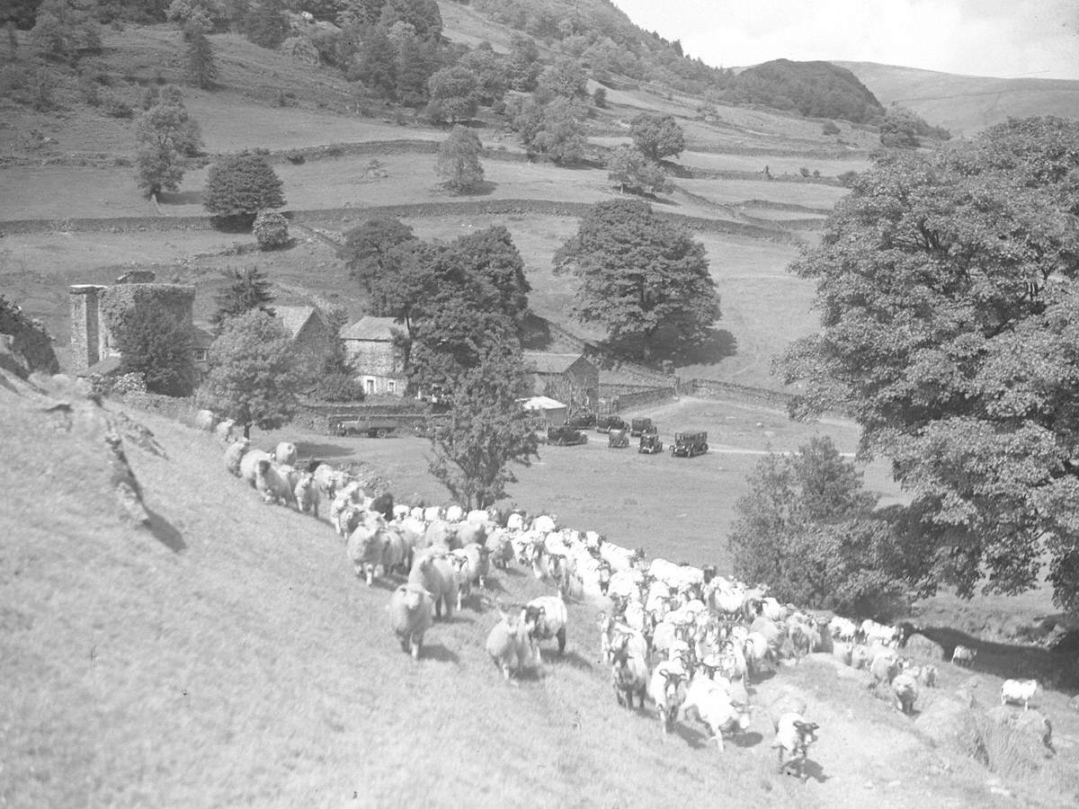 Sheep Farming
