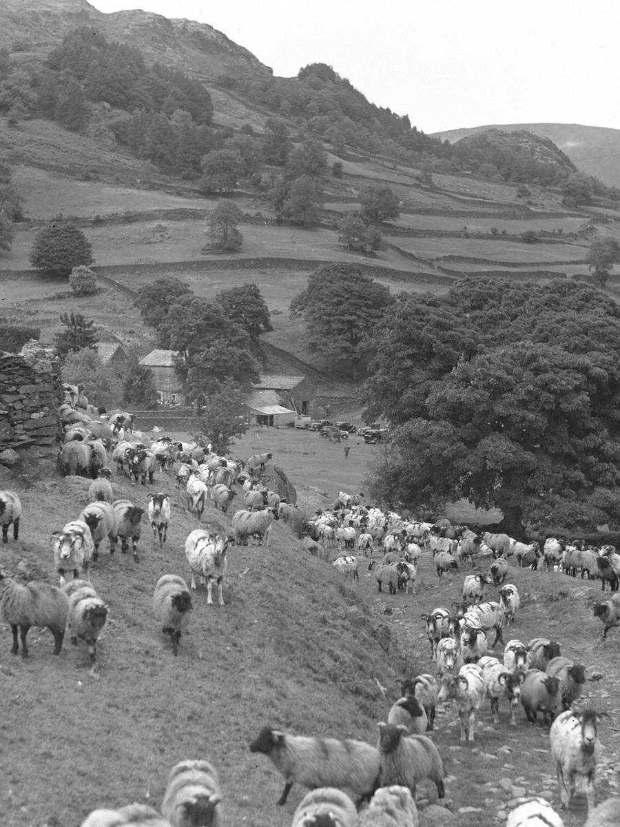 sheep-farming-art-uk