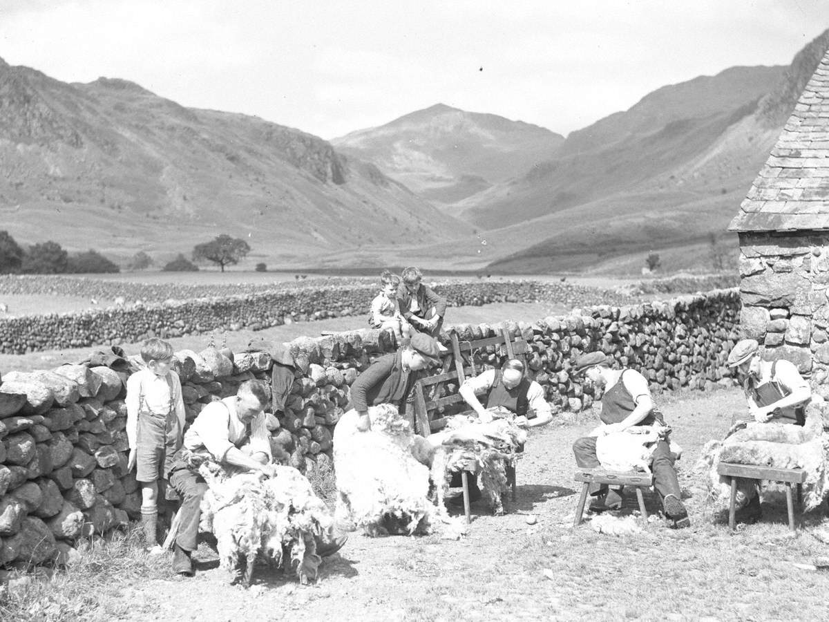 Shearing Sheep Art UK