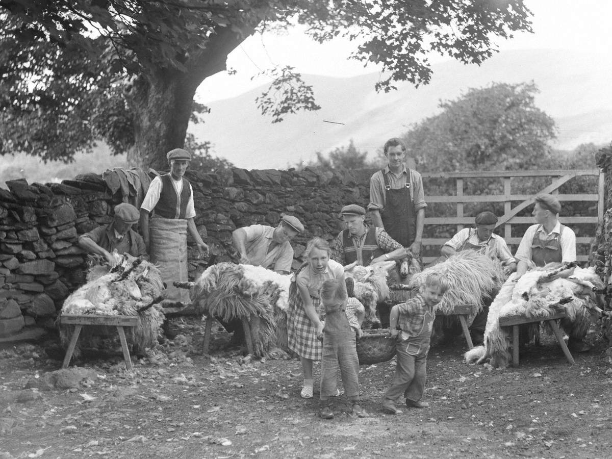 Shearing Sheep Art UK