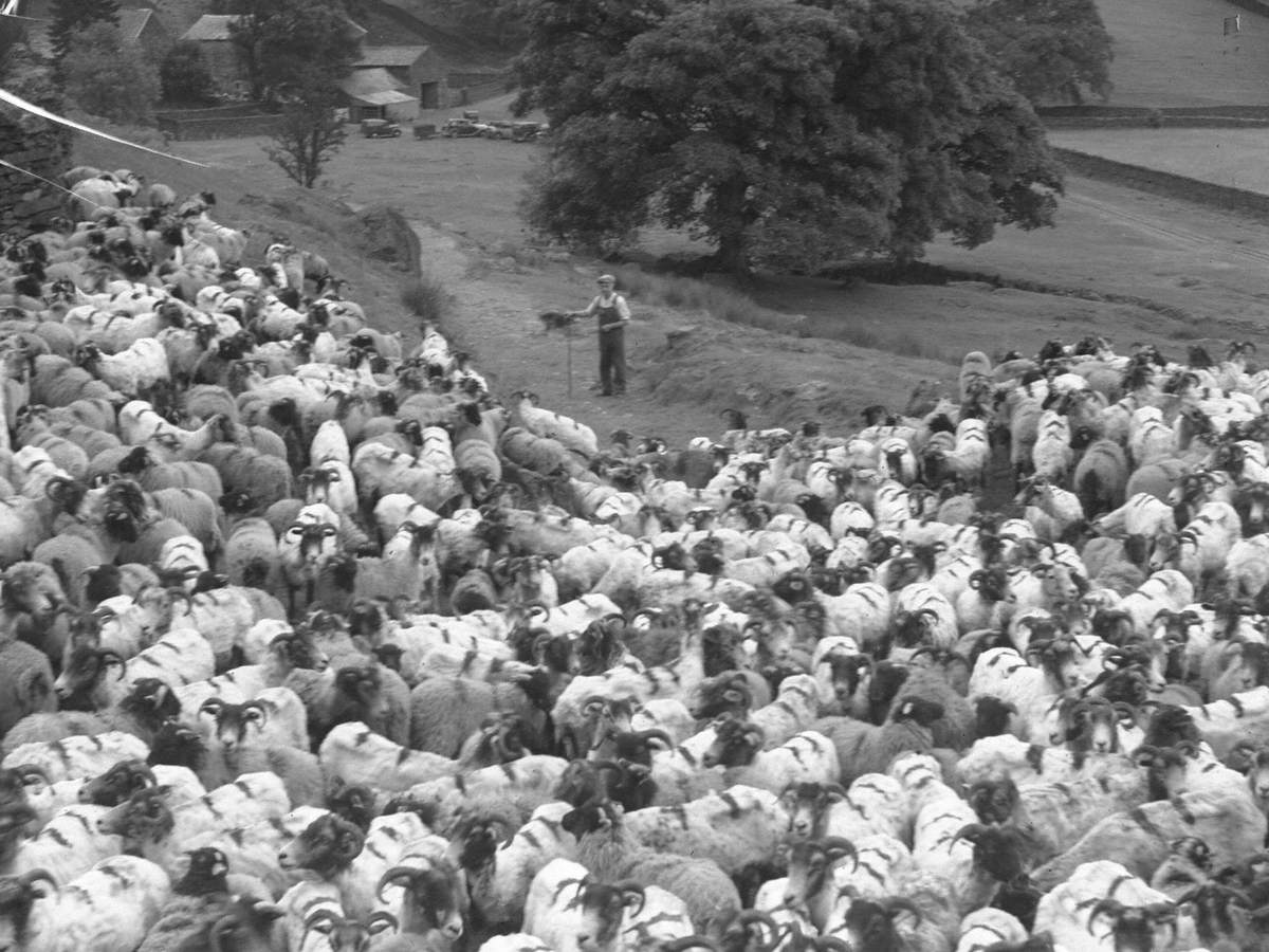 sheep-farming-art-uk