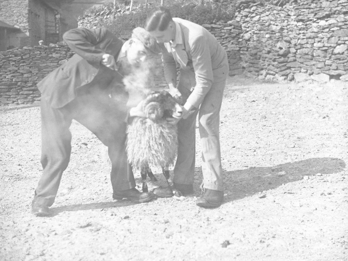 sheep-farming-art-uk