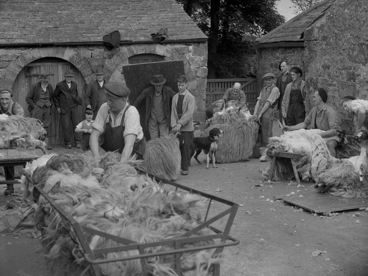 Sheep Shearing