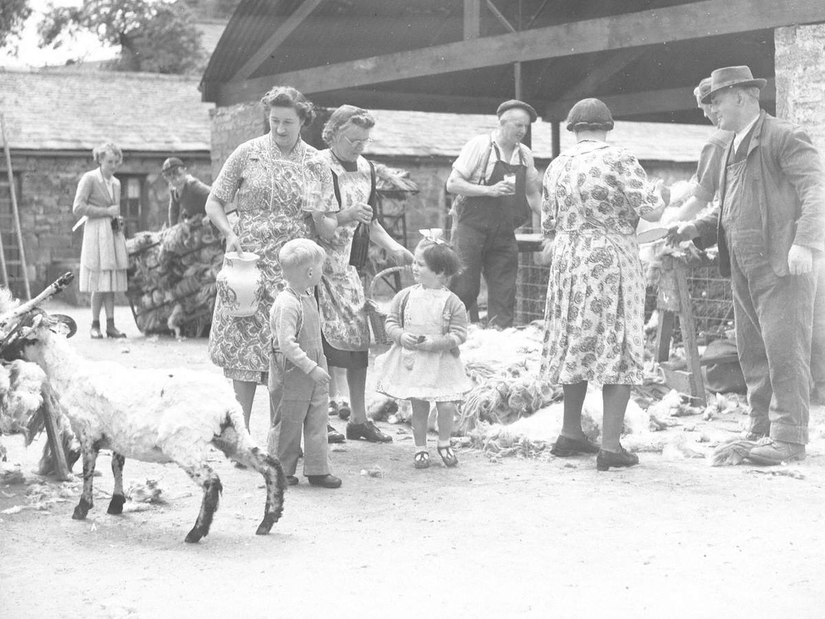 Sheep Shearing at Smardale Hall