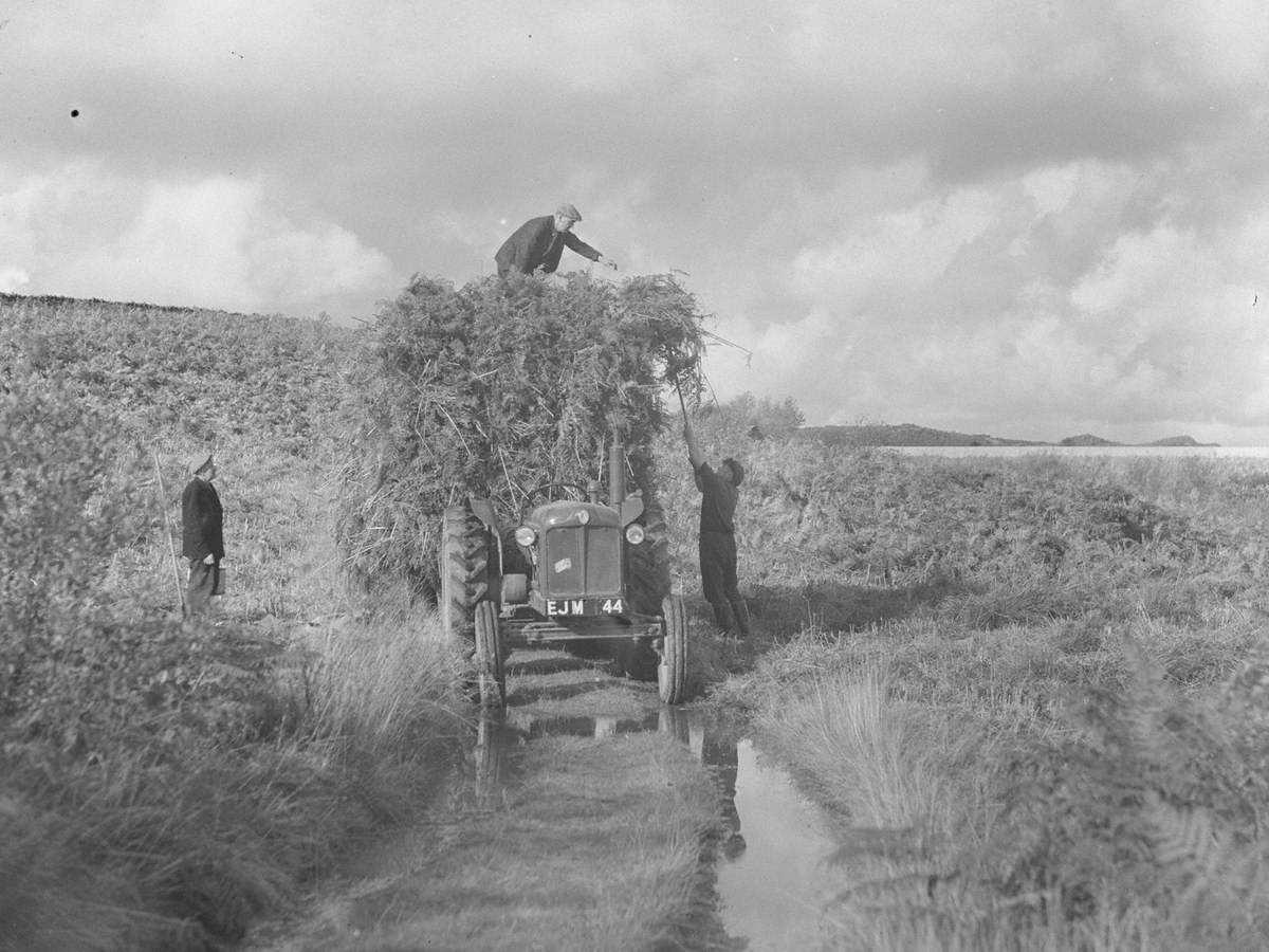 Collecting Bracken