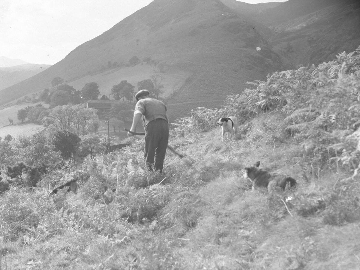 Cutting Bracken