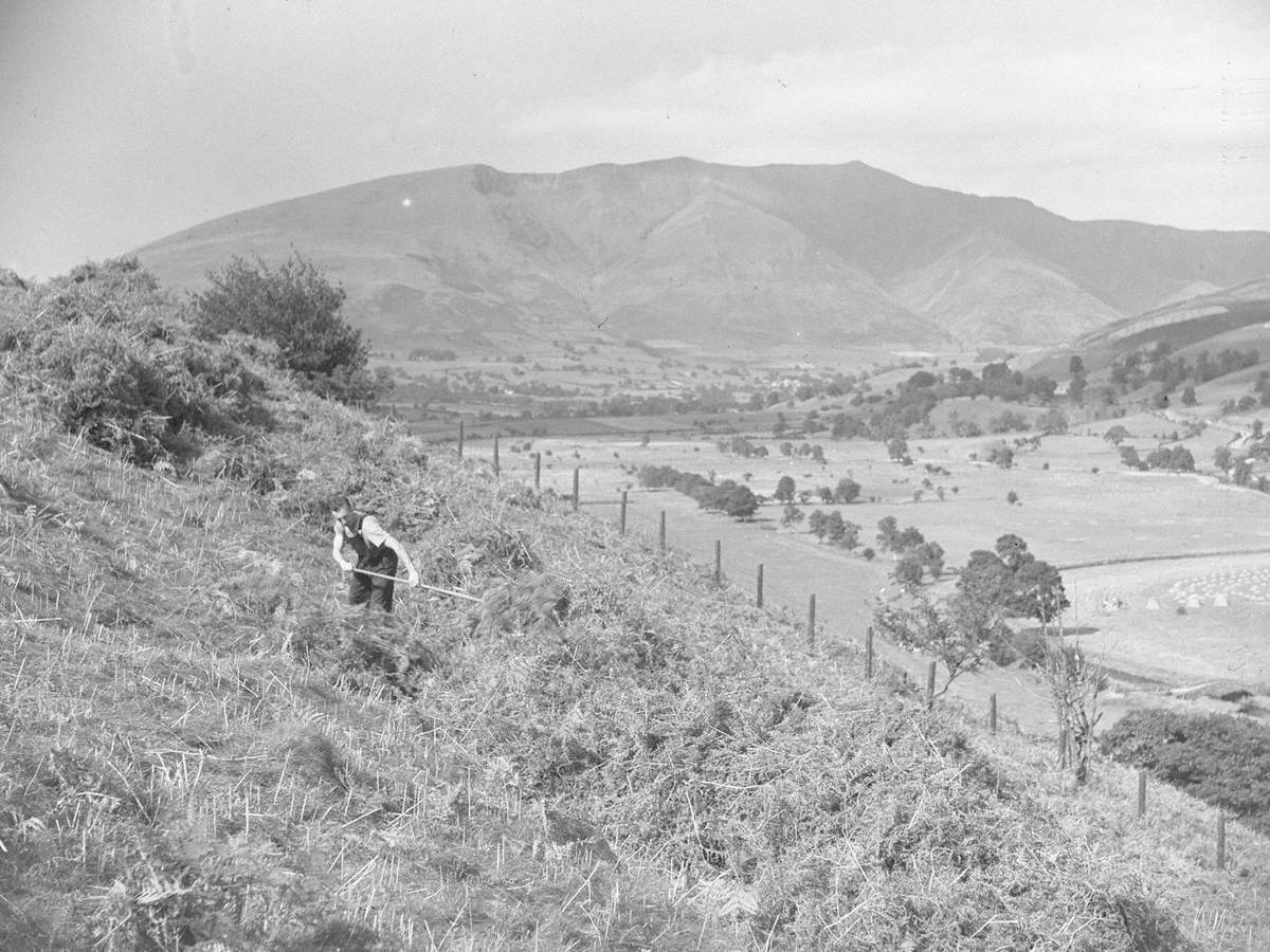 Cutting and Collecting Bracken