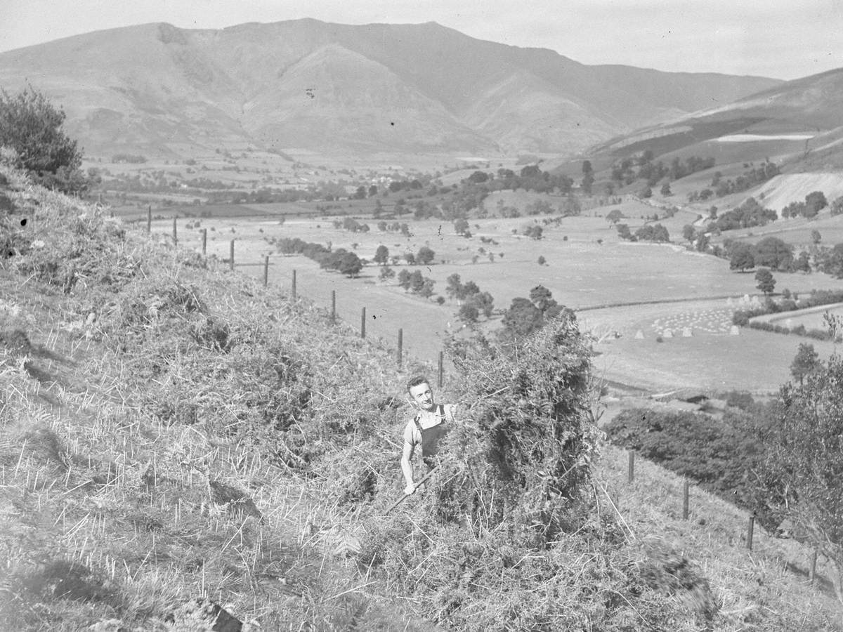 Cutting and Collecting Bracken