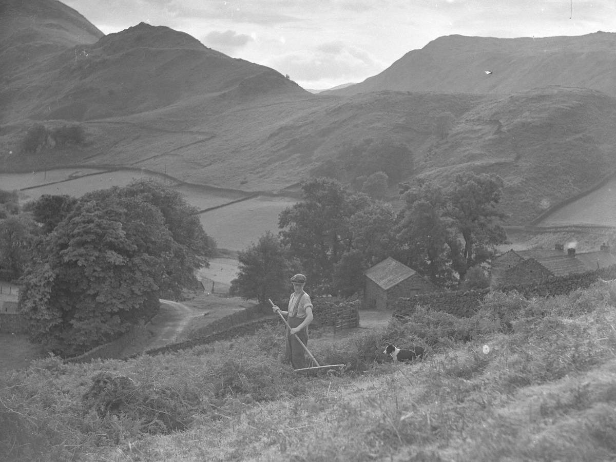 Collecting Bracken
