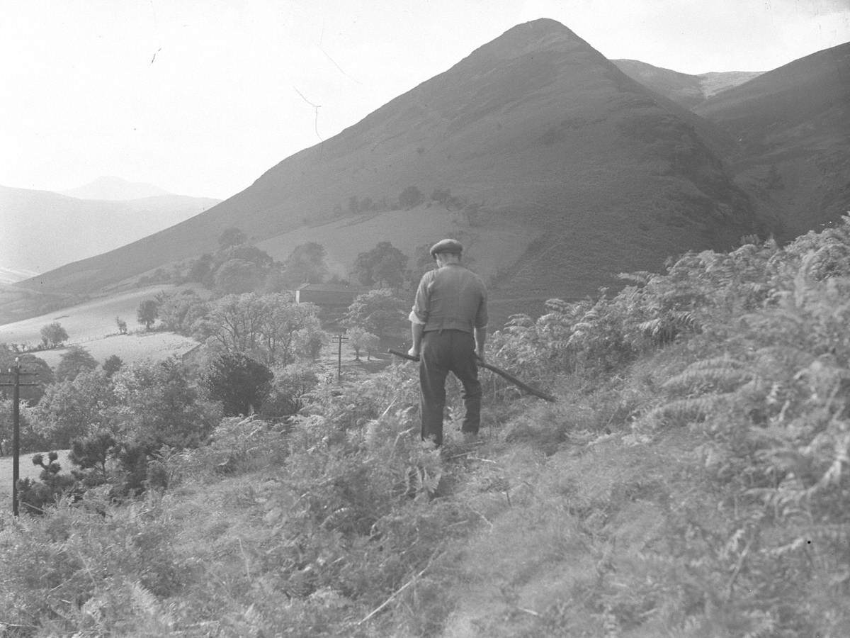 Cutting Bracken