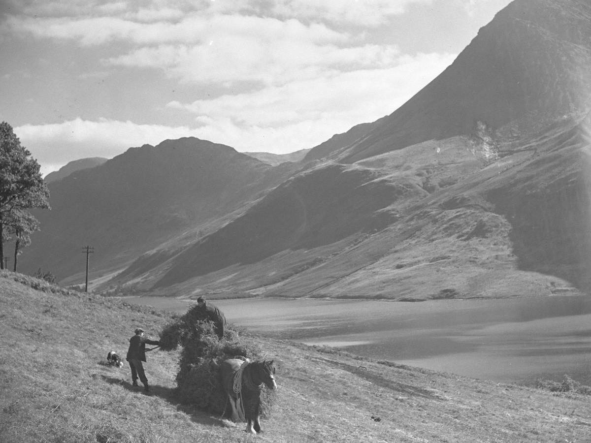 Collecting Bracken