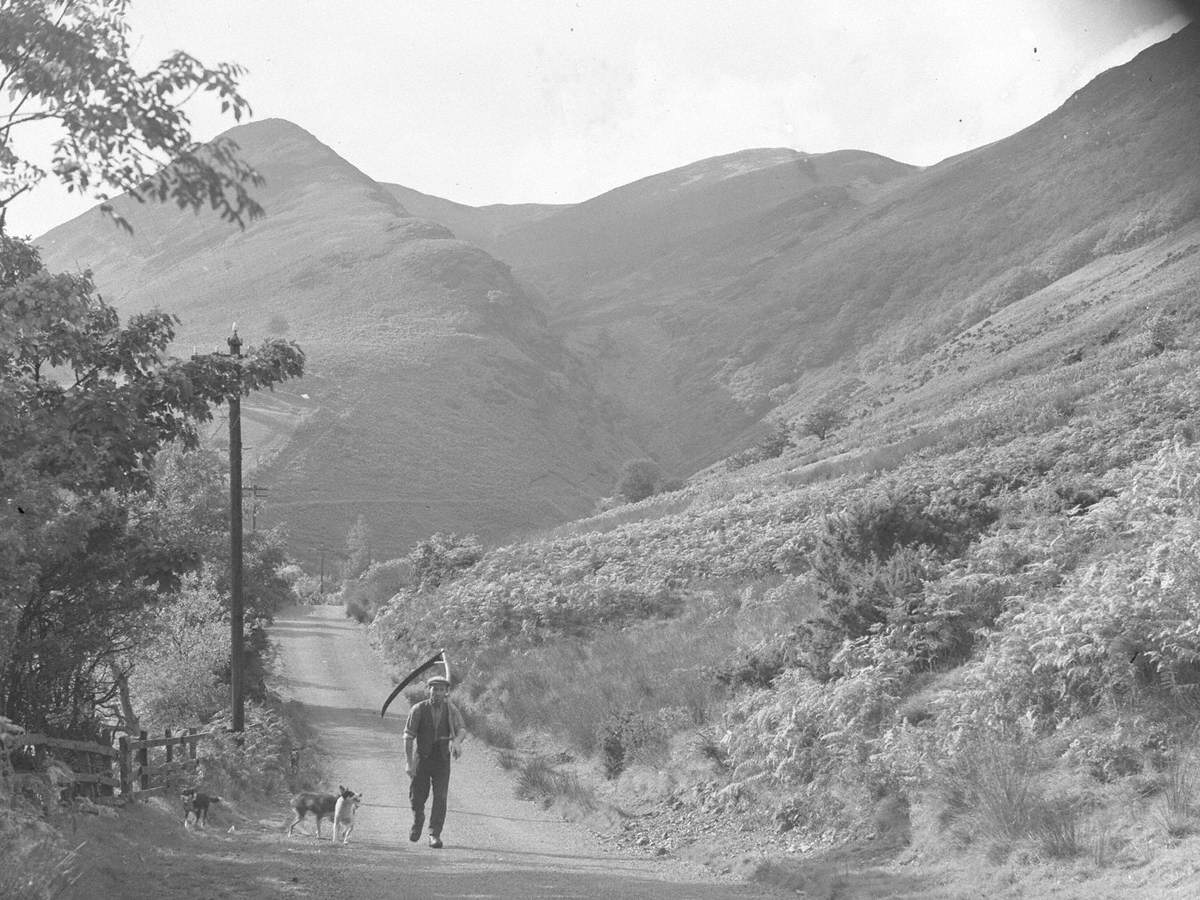 Bracken Cutter at Newlands