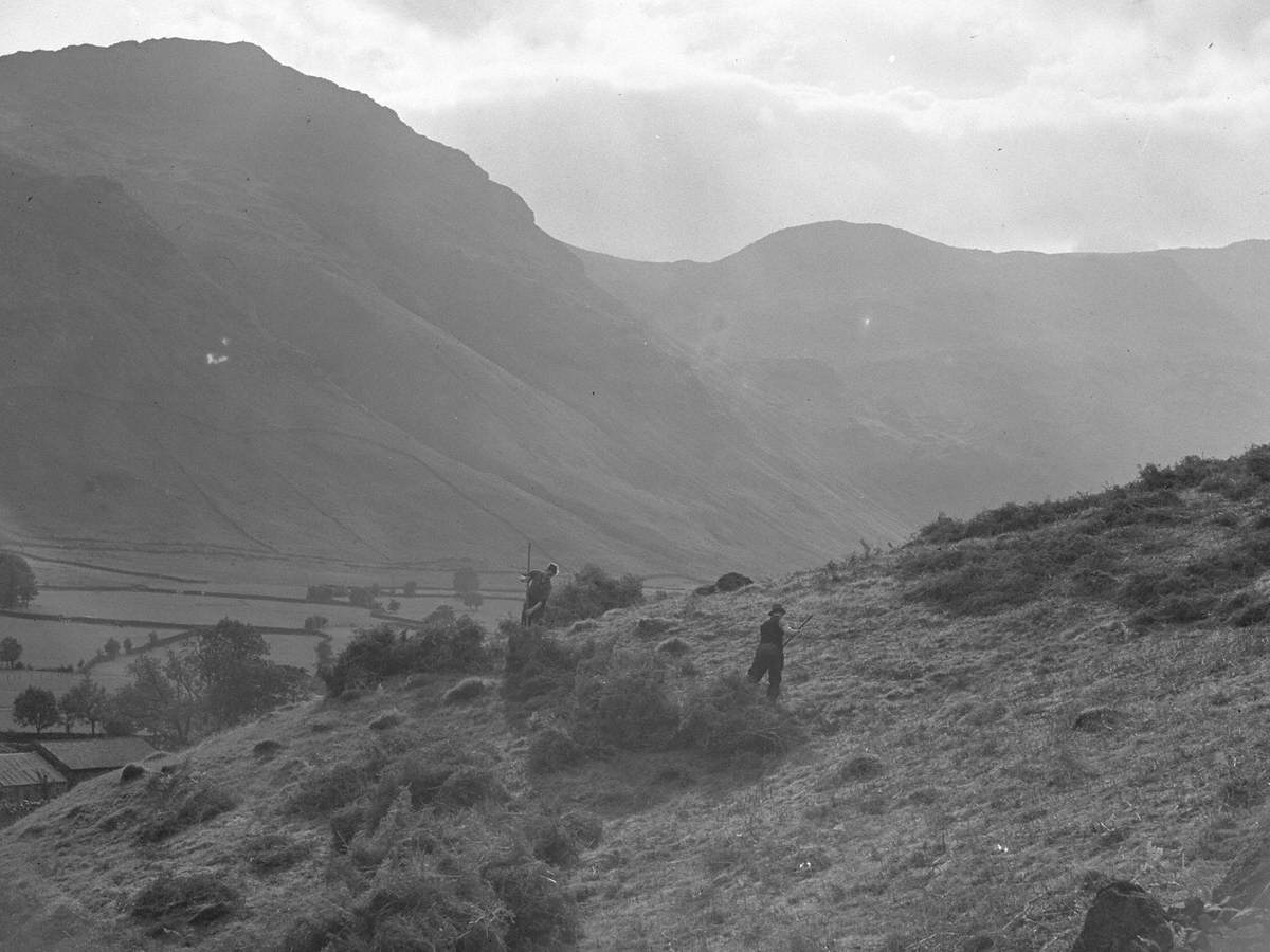 Gathering Bracken Art UK