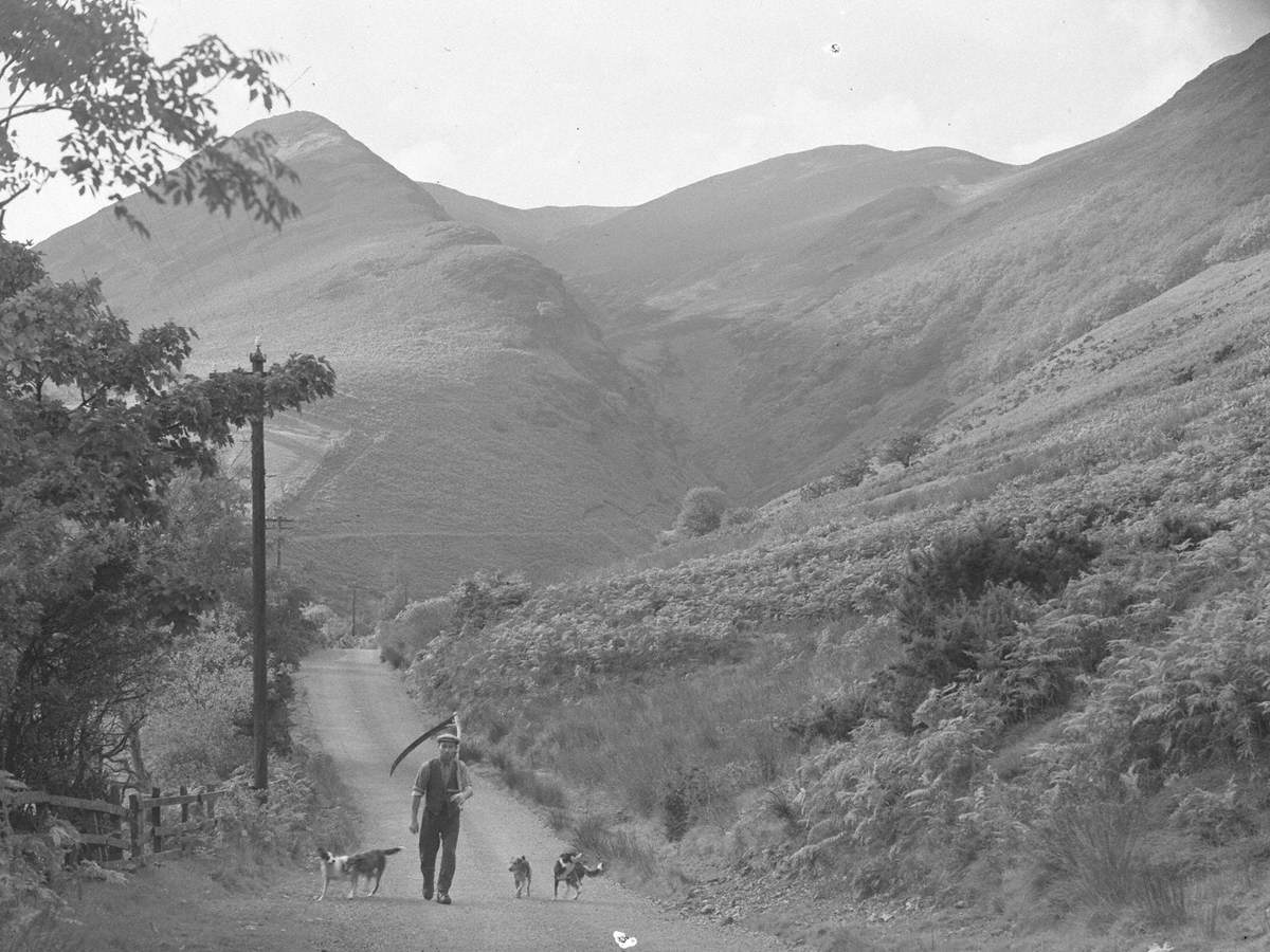 Bracken Cutter at Newlands