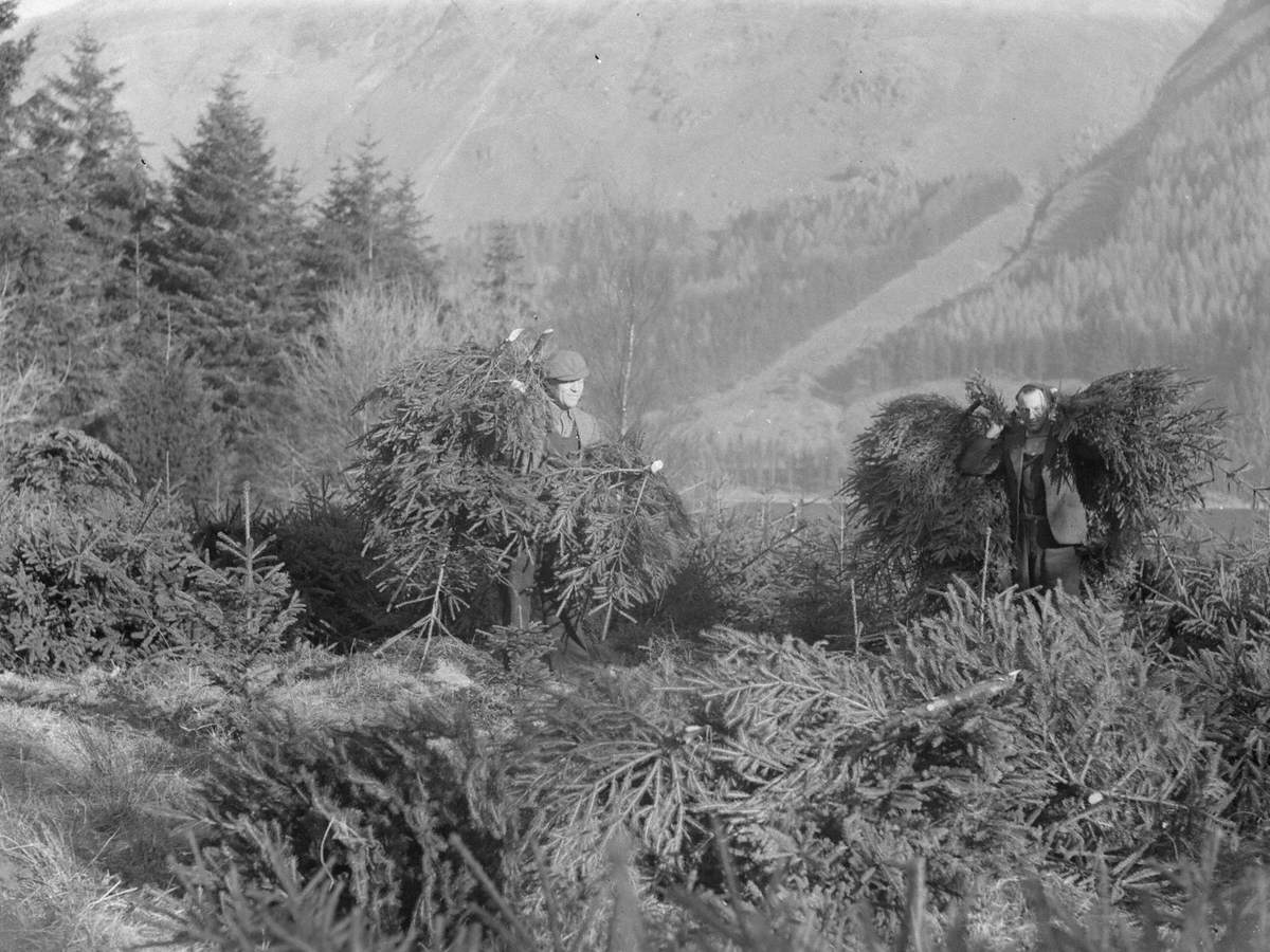 Cutting Christmas Trees