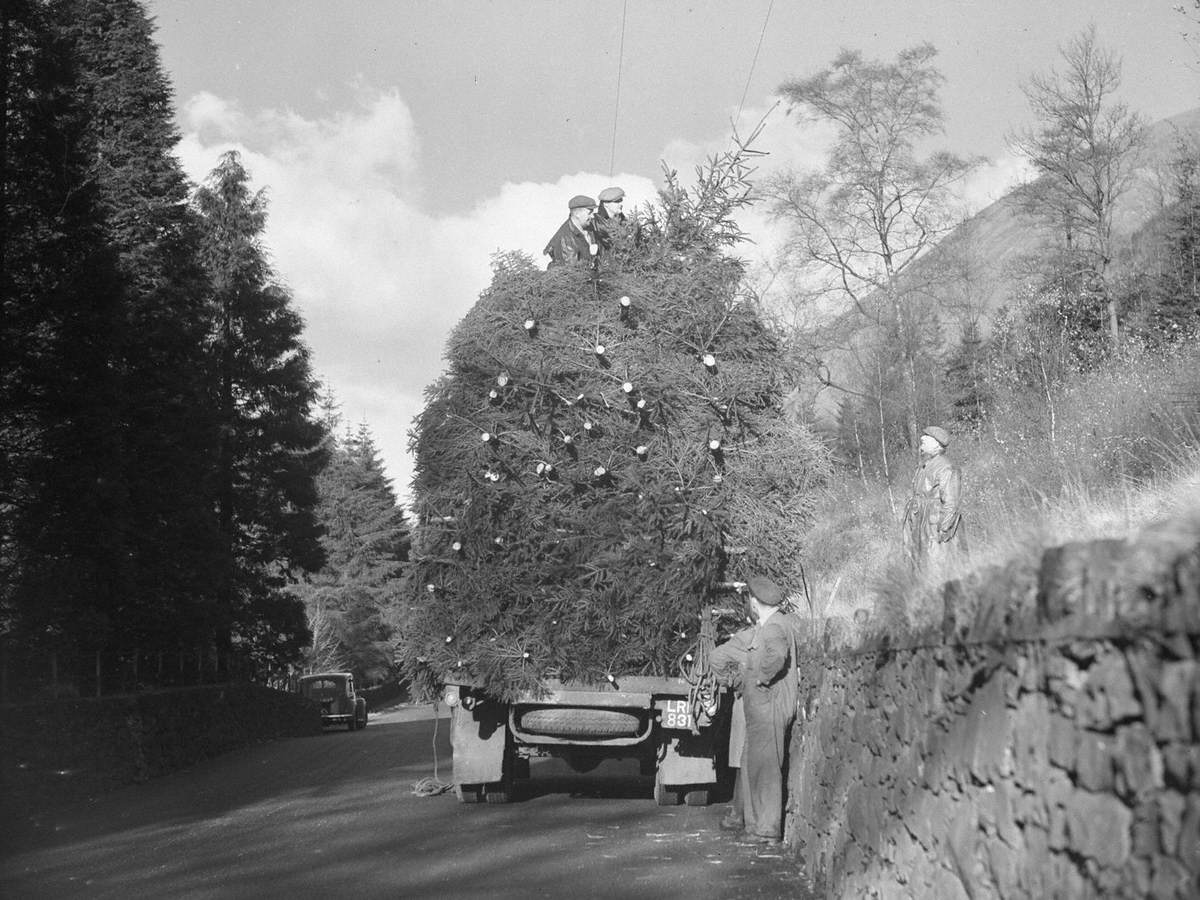 A Load of Christmas Trees