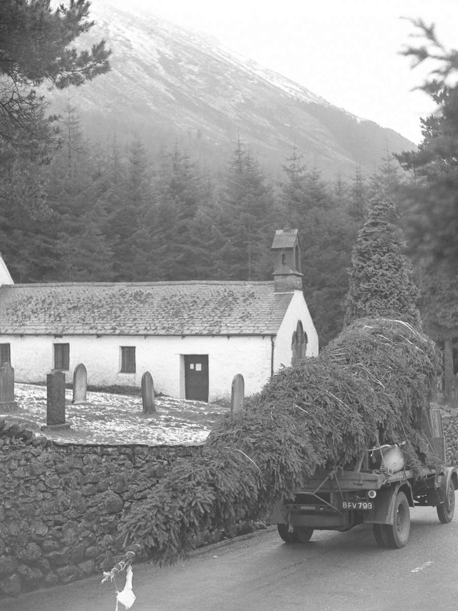 Transporting a Christmas Tree