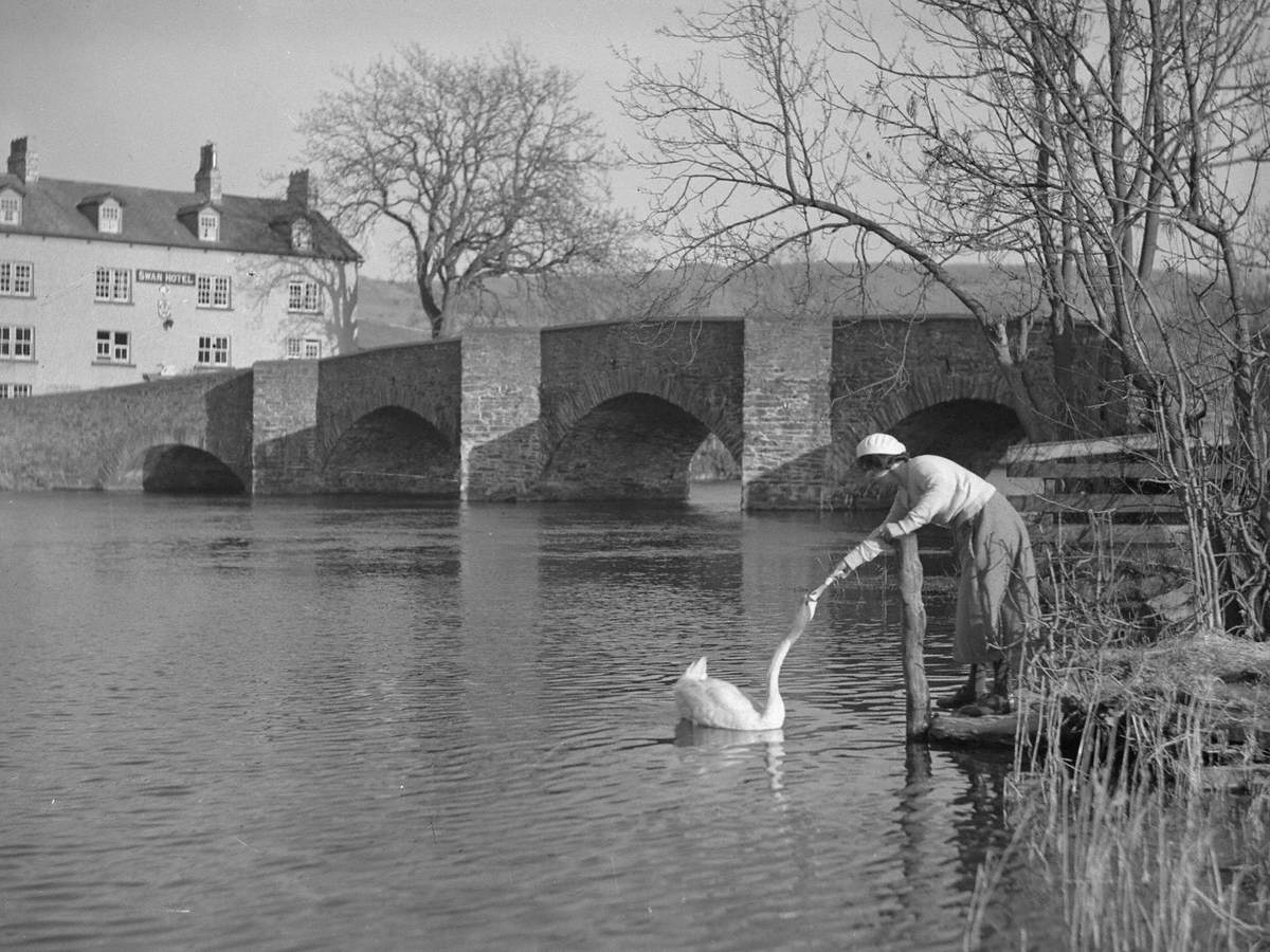 Feeding Swans at Newby Bridge