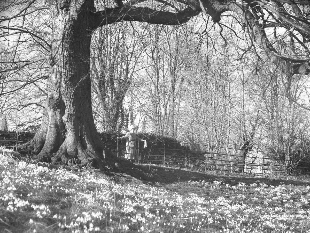 Woman and Aconites
