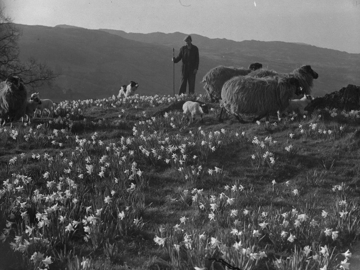 Sheep and Daffodils