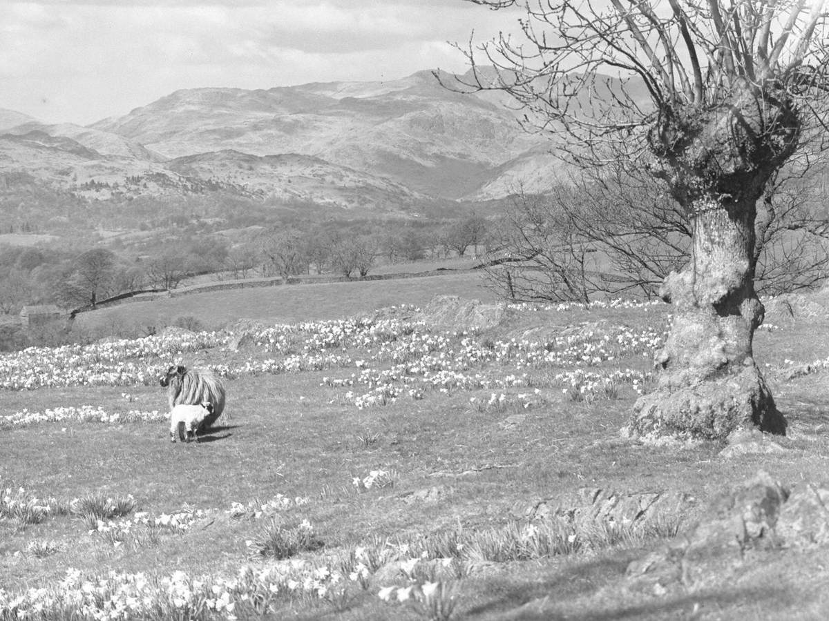 Sheep and Lamb