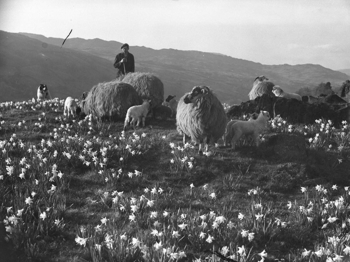 Sheep and Daffodils