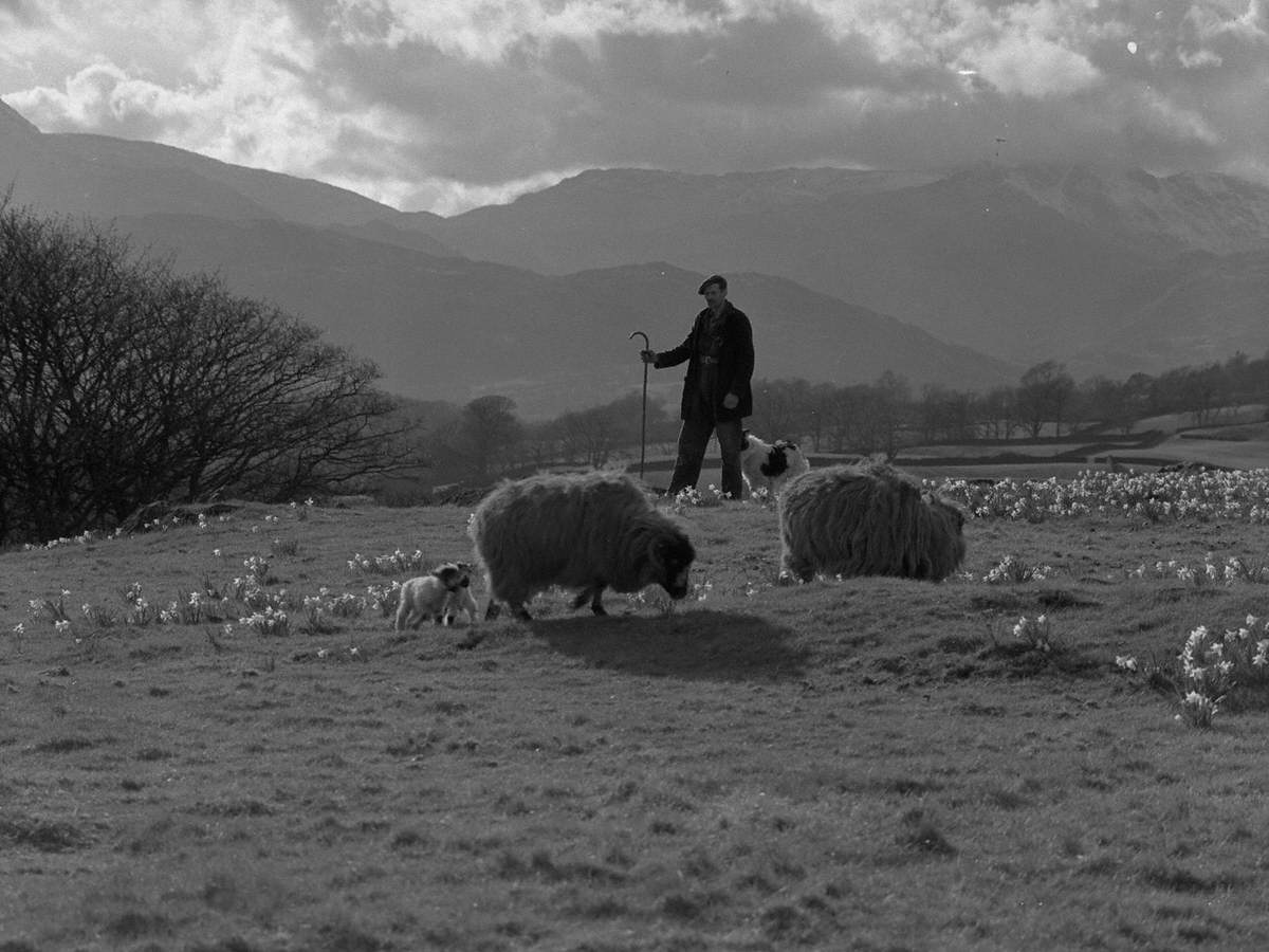 Sheep and Daffodils