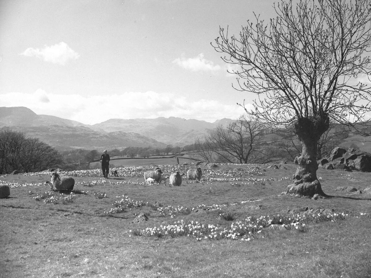 Sheep and Daffodils