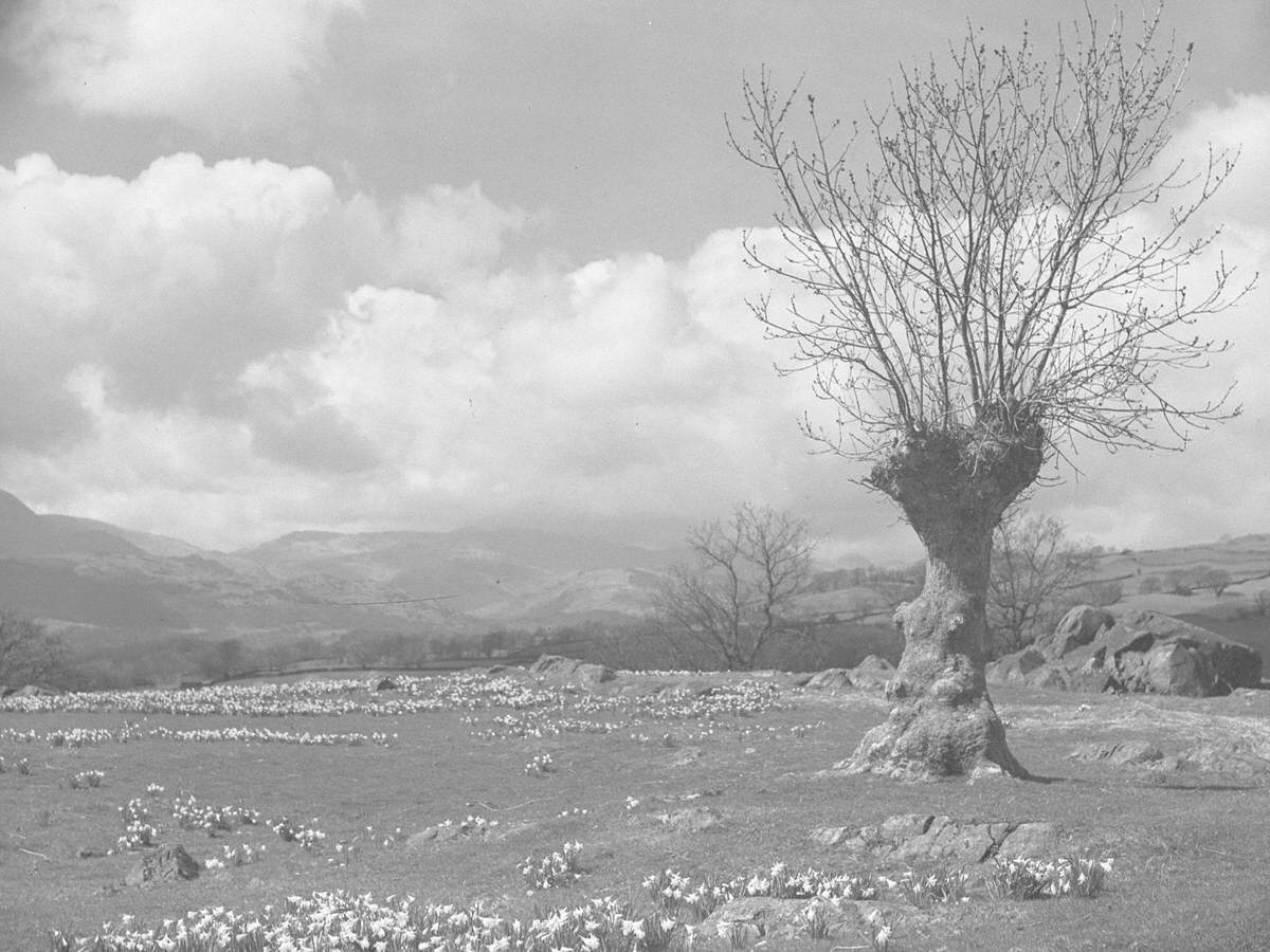 Daffodils Landscape