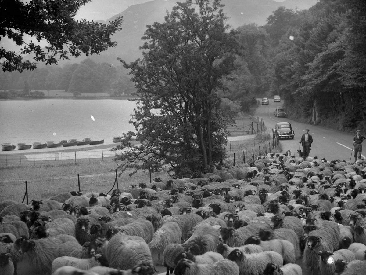 Herding Sheep