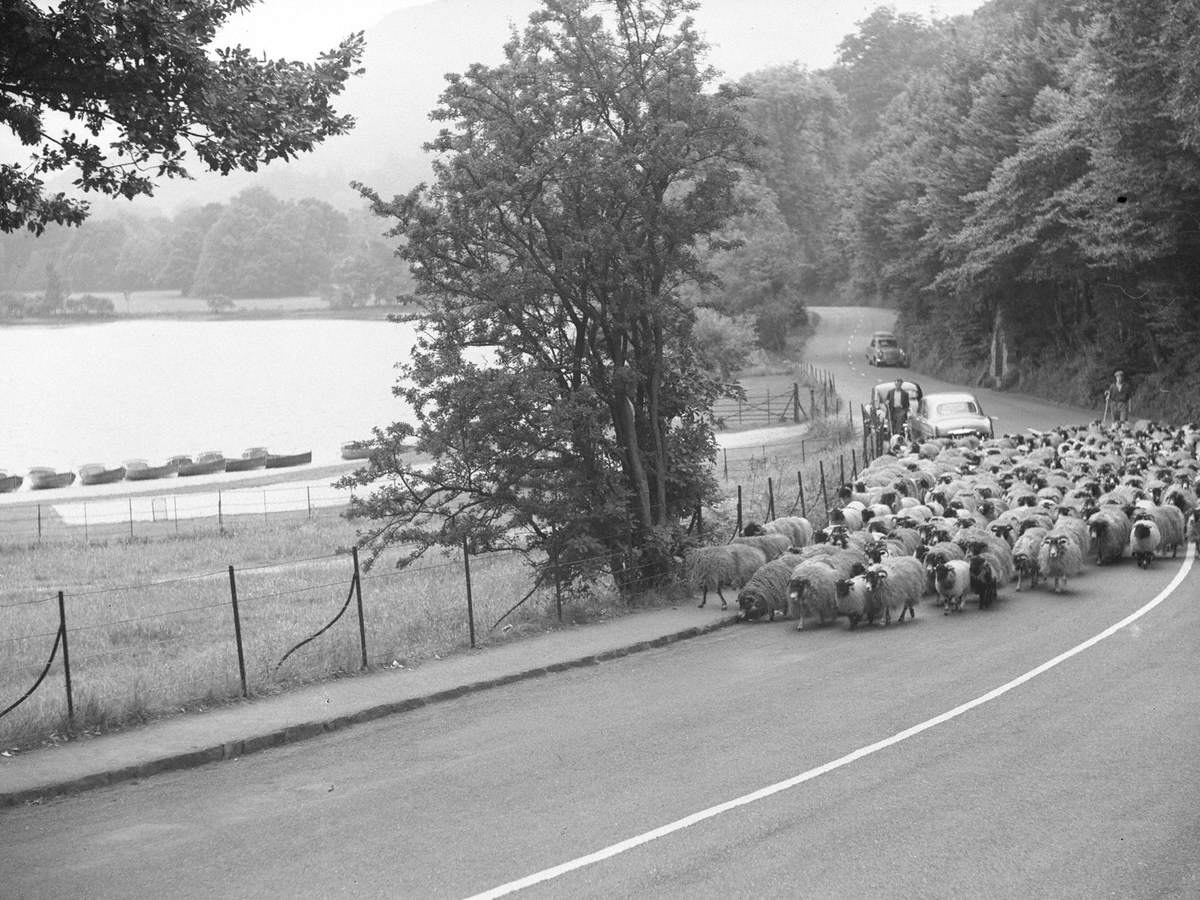 Herding Sheep