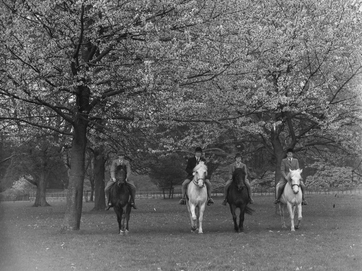 Horse Riders in Blossom Trees