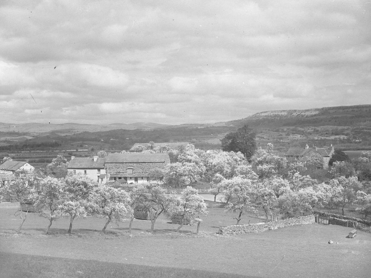 Farm and Blossom Trees