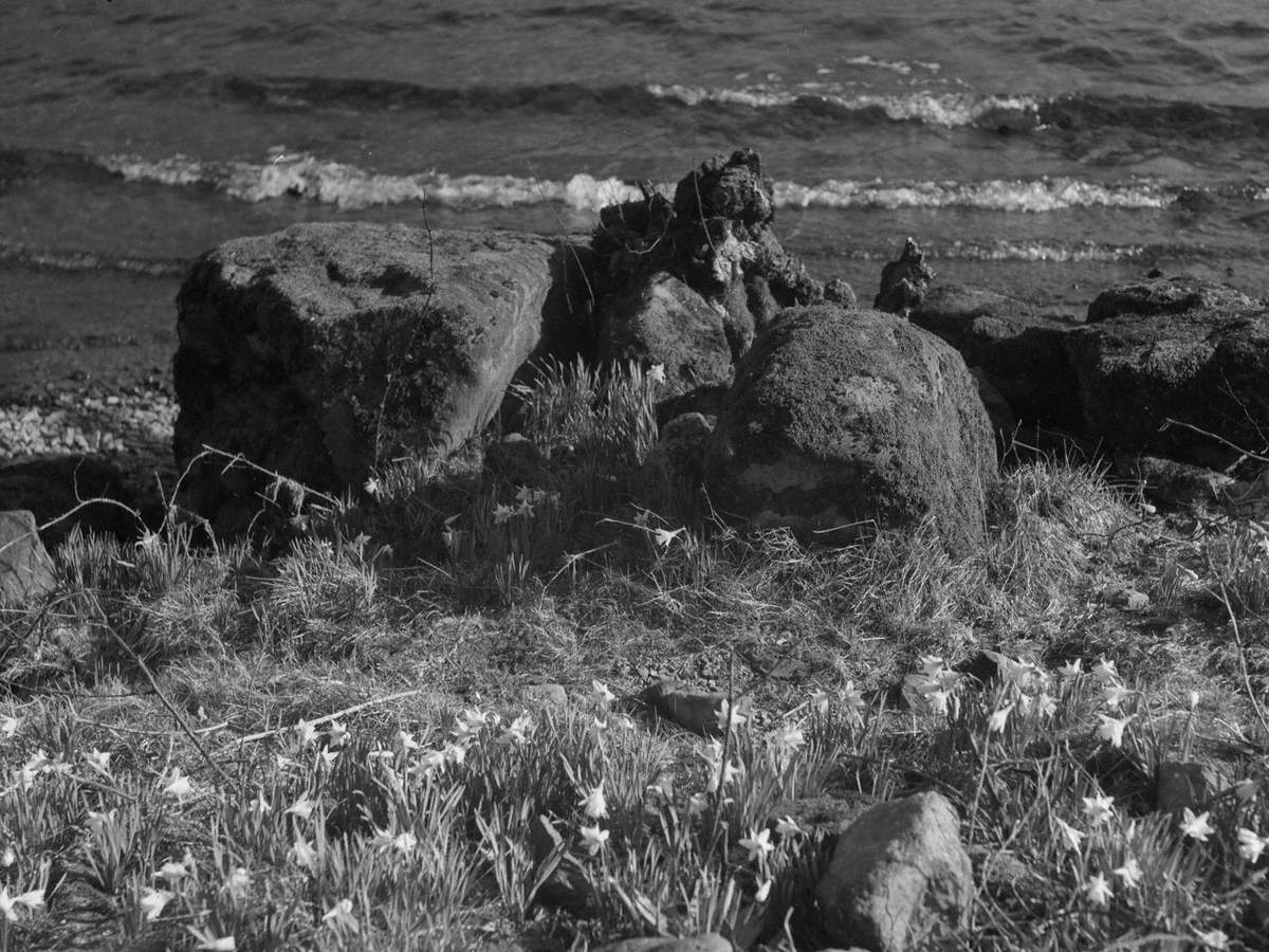 Daffodils at Water's Edge