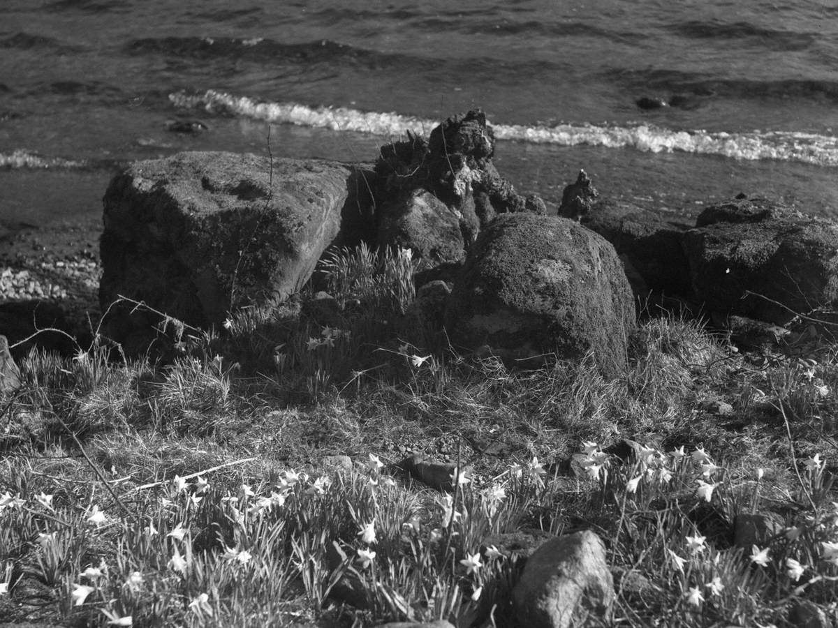 Daffodils at Water's Edge