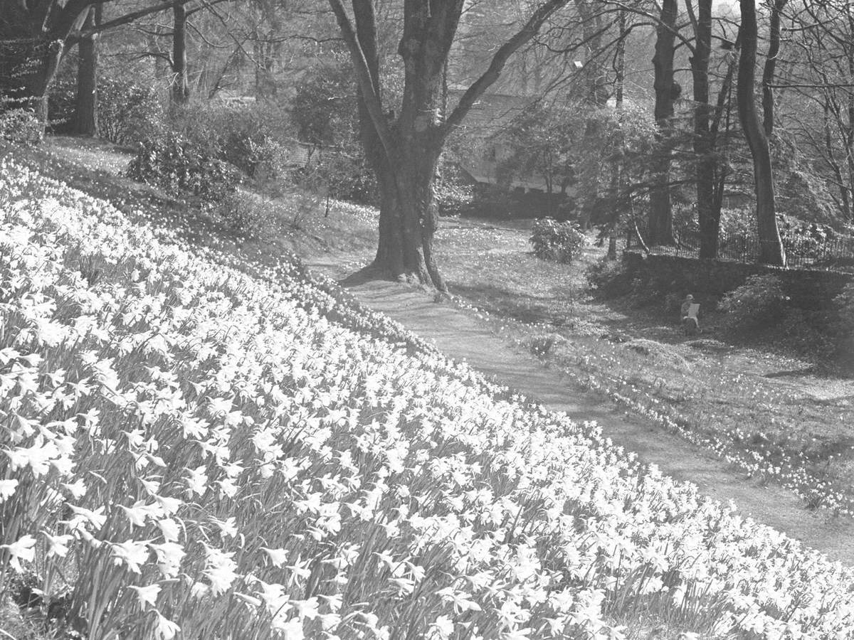 Daffodils at Scale