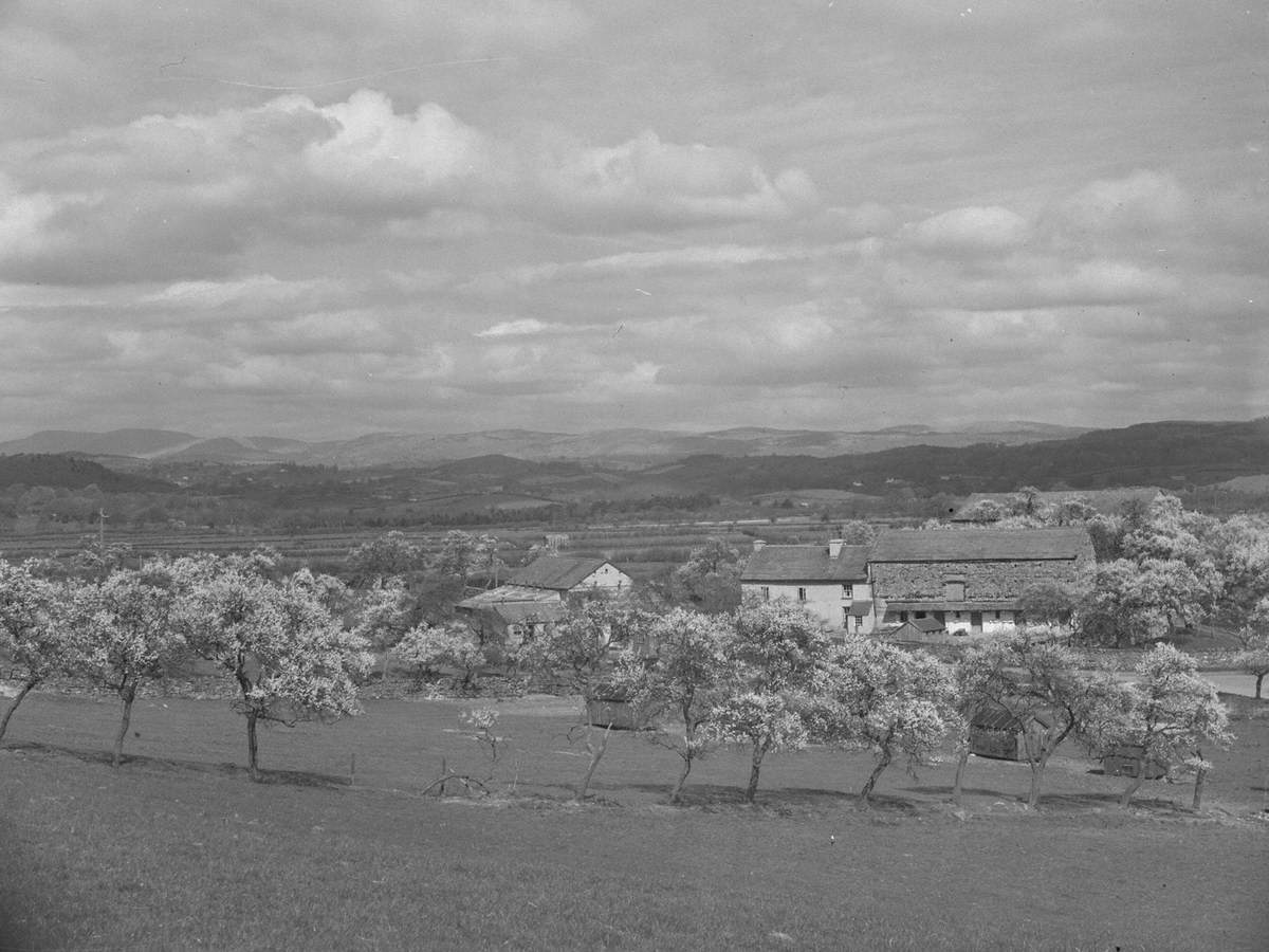 Farm and Blossom Trees