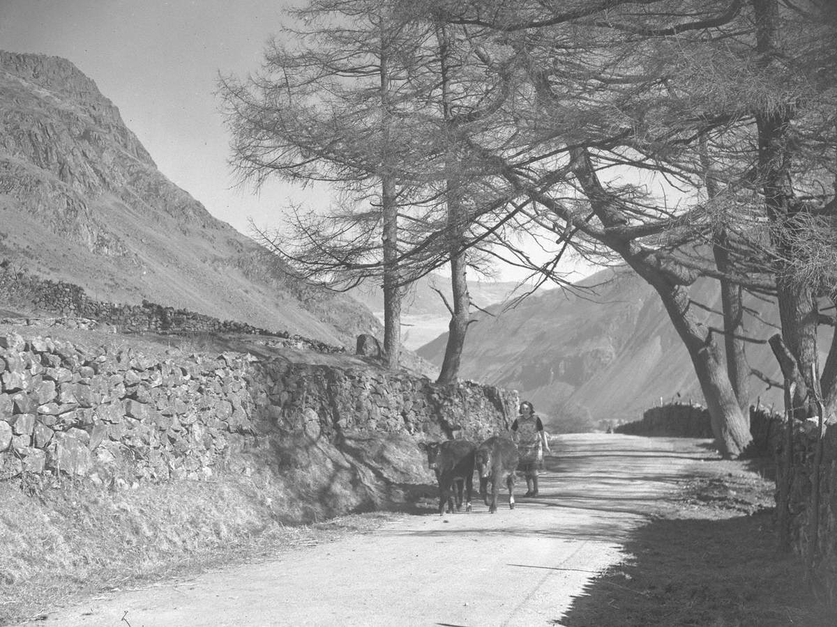 Herding Cows at Wastwater