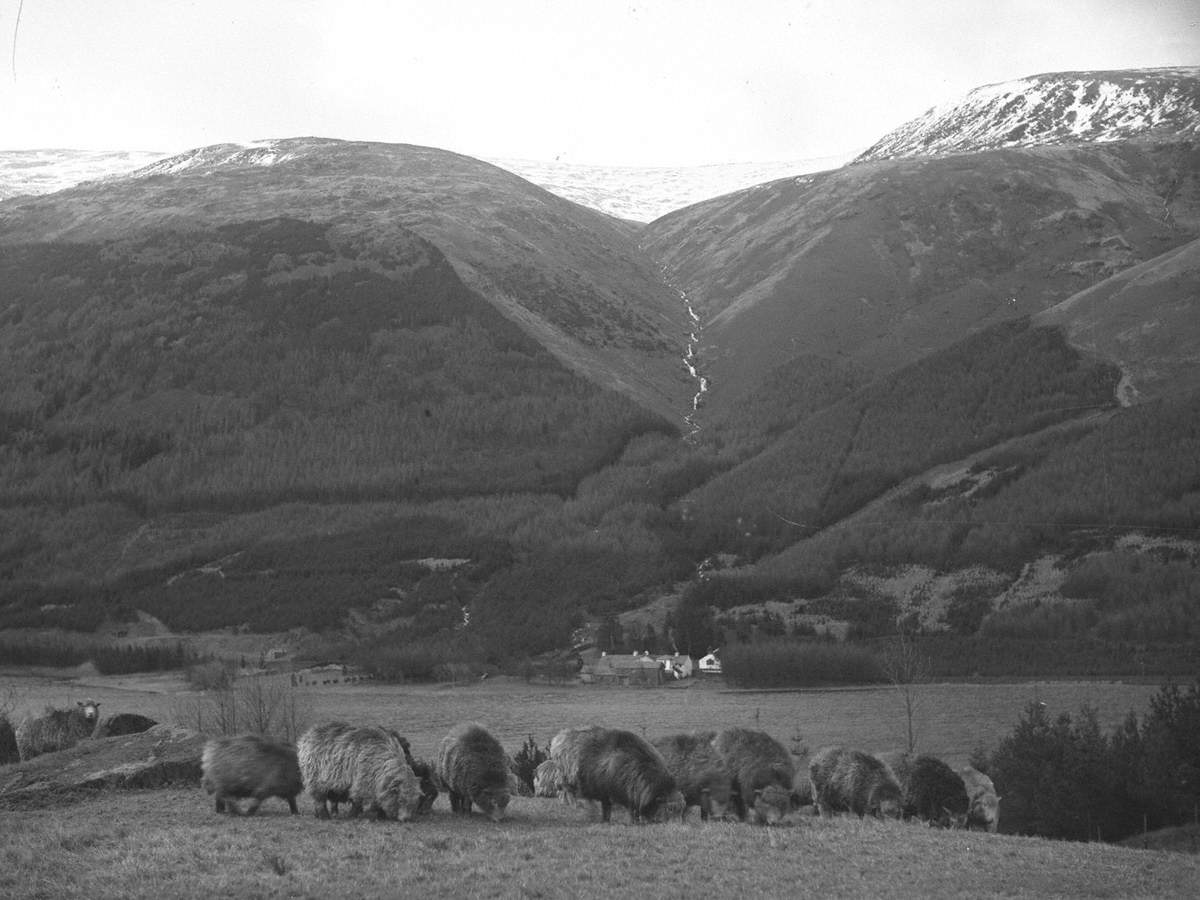 Sheep Grazing at Thirlmere