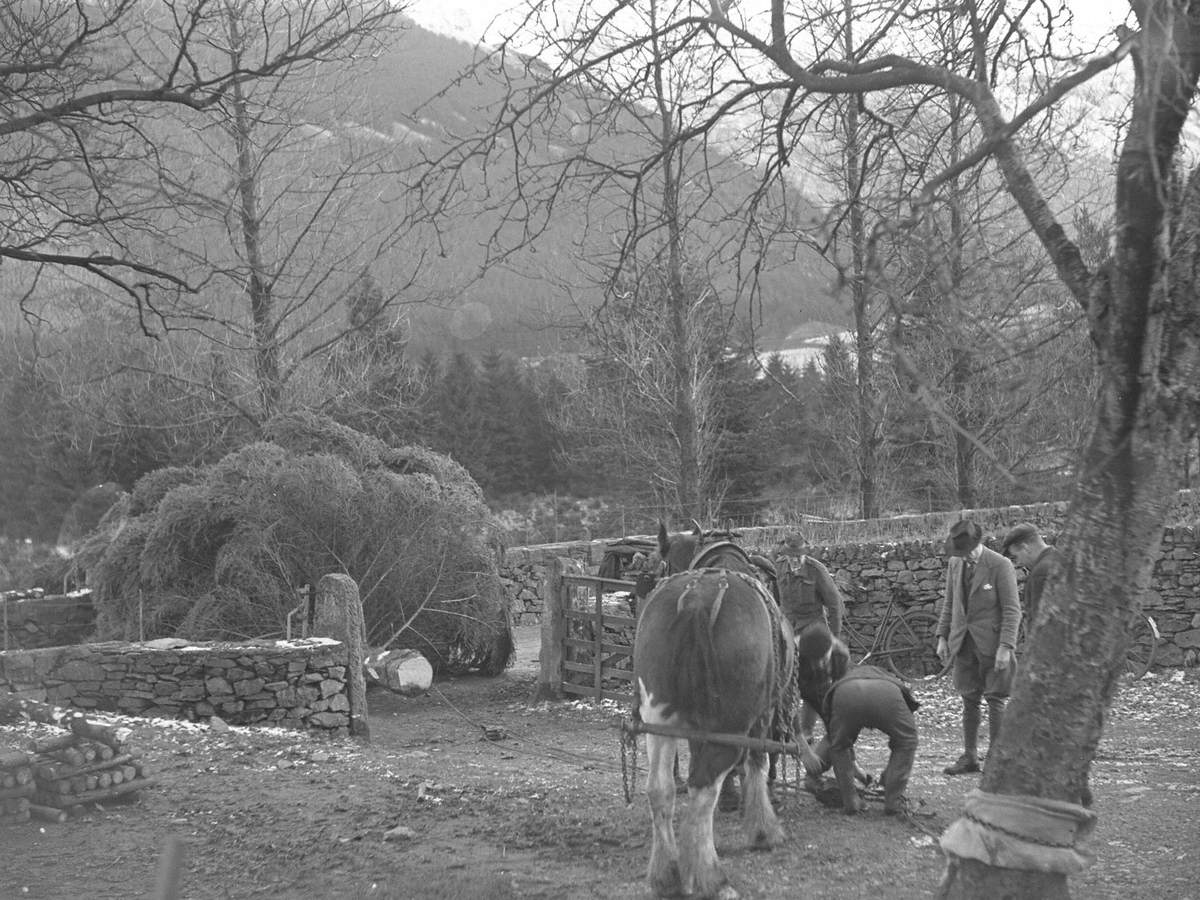 Pulling Trees at Hucks Brow