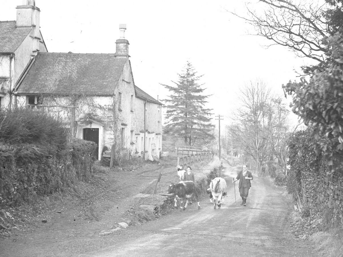 Herding Cattle at Borwick Field