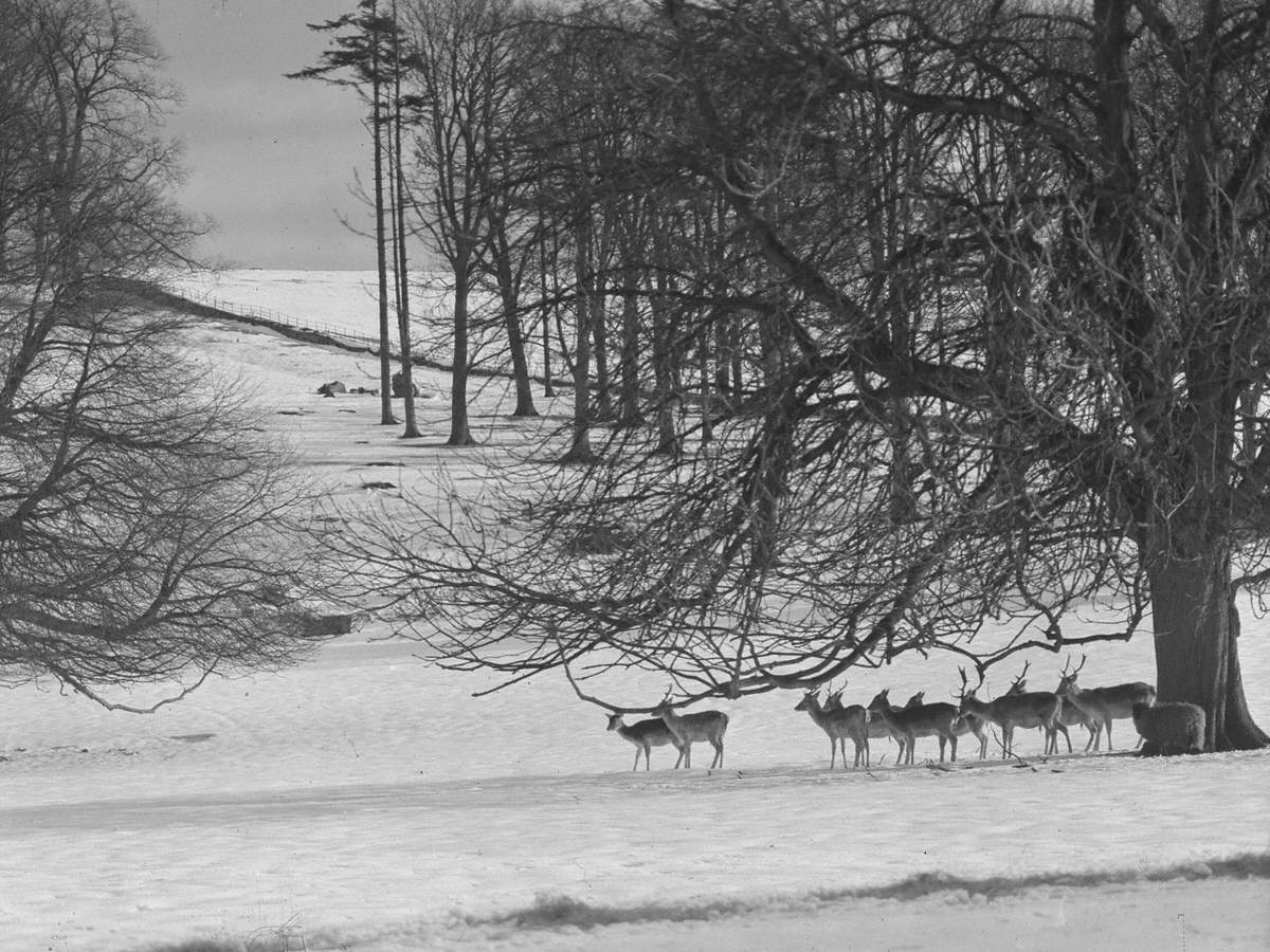 Deer in Dallam Park in Winter