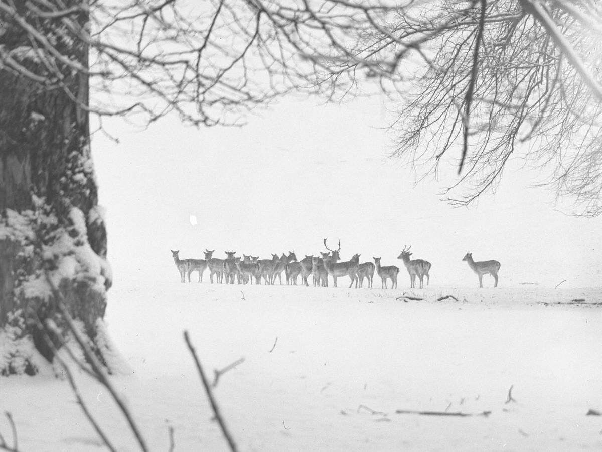 Deer in Dallam Park | Art UK