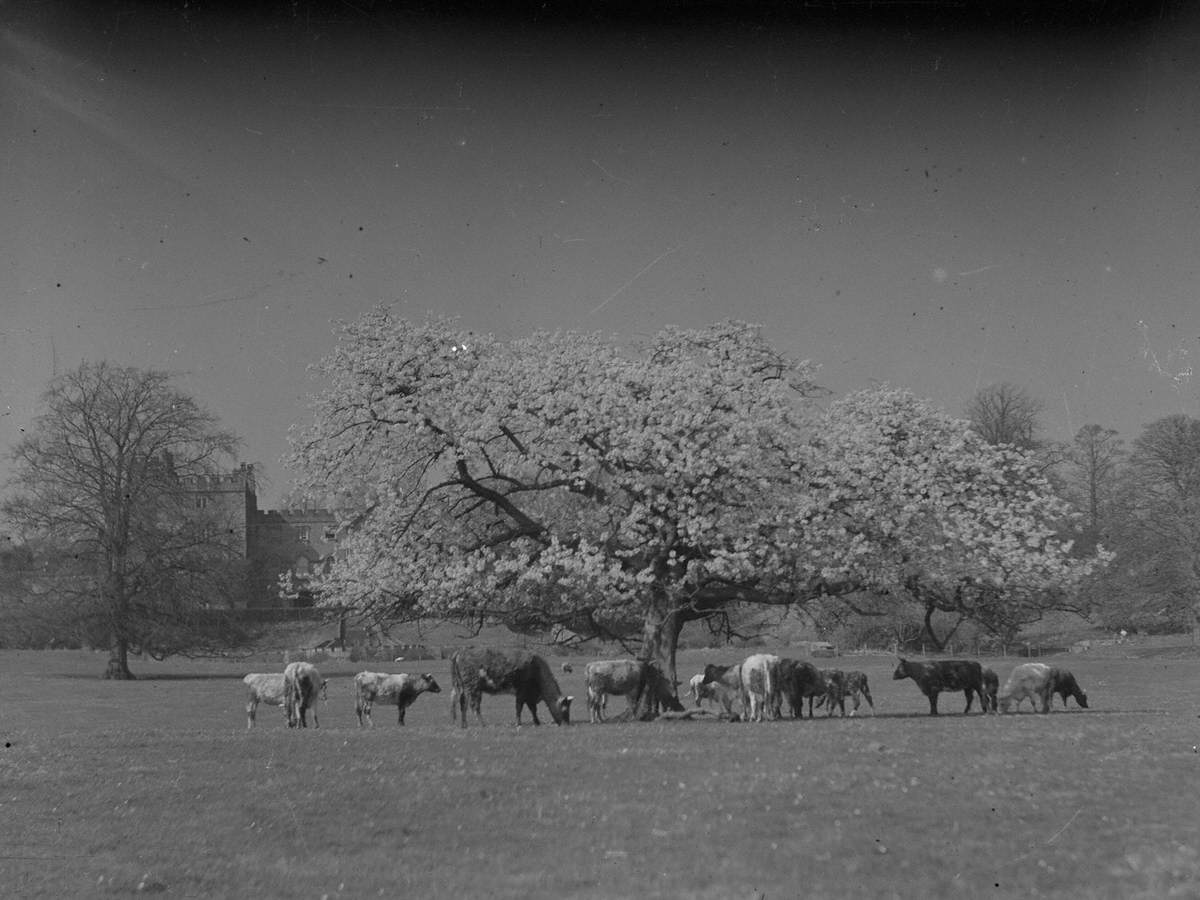 Cattle under Tree