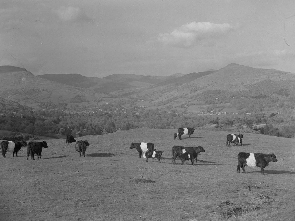 Belted Galloway Cows