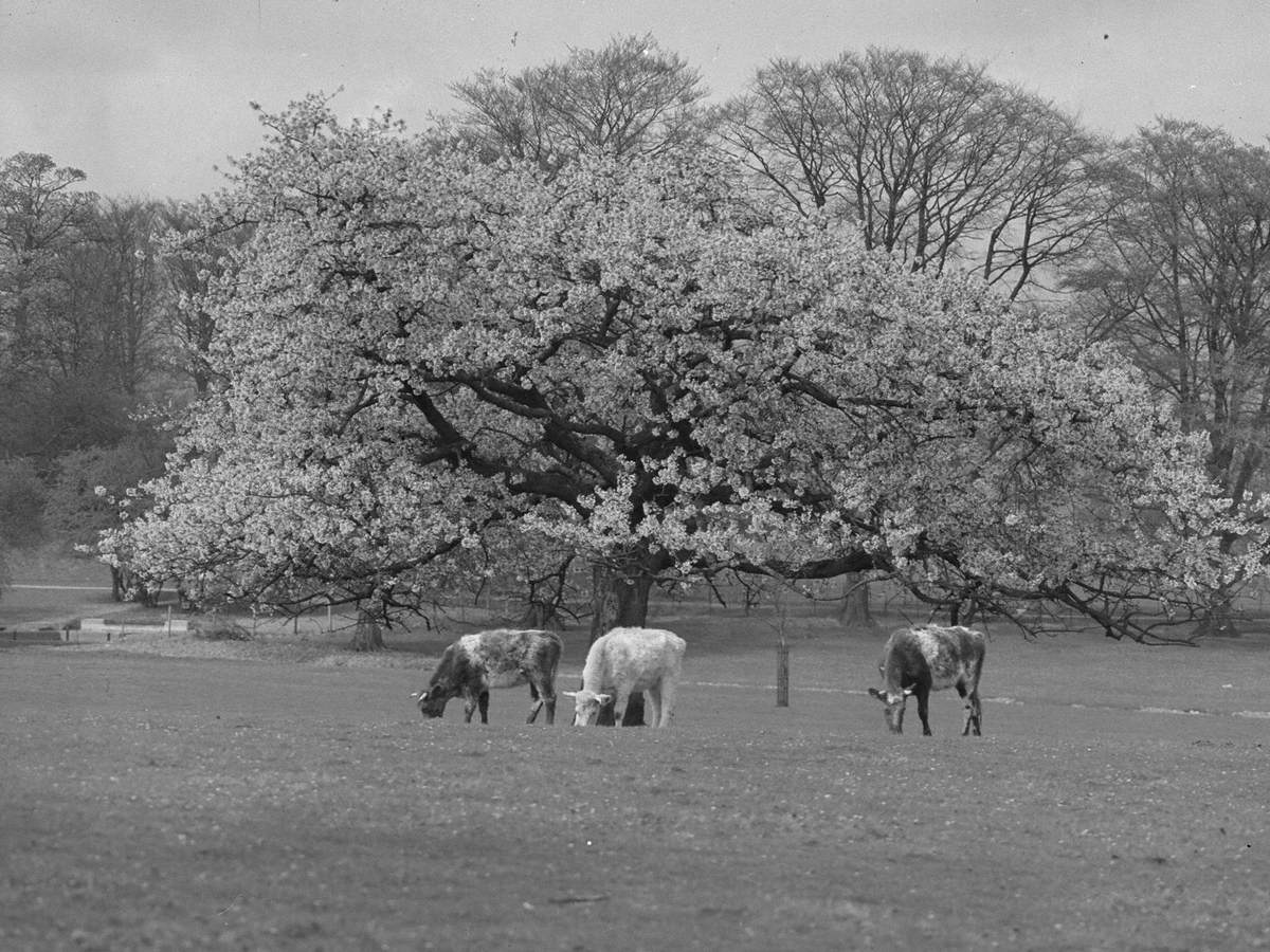 Cattle under Tree