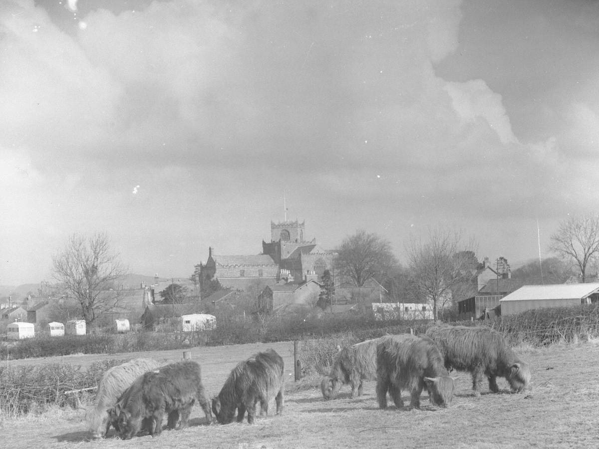 Highland Cattle Grazing