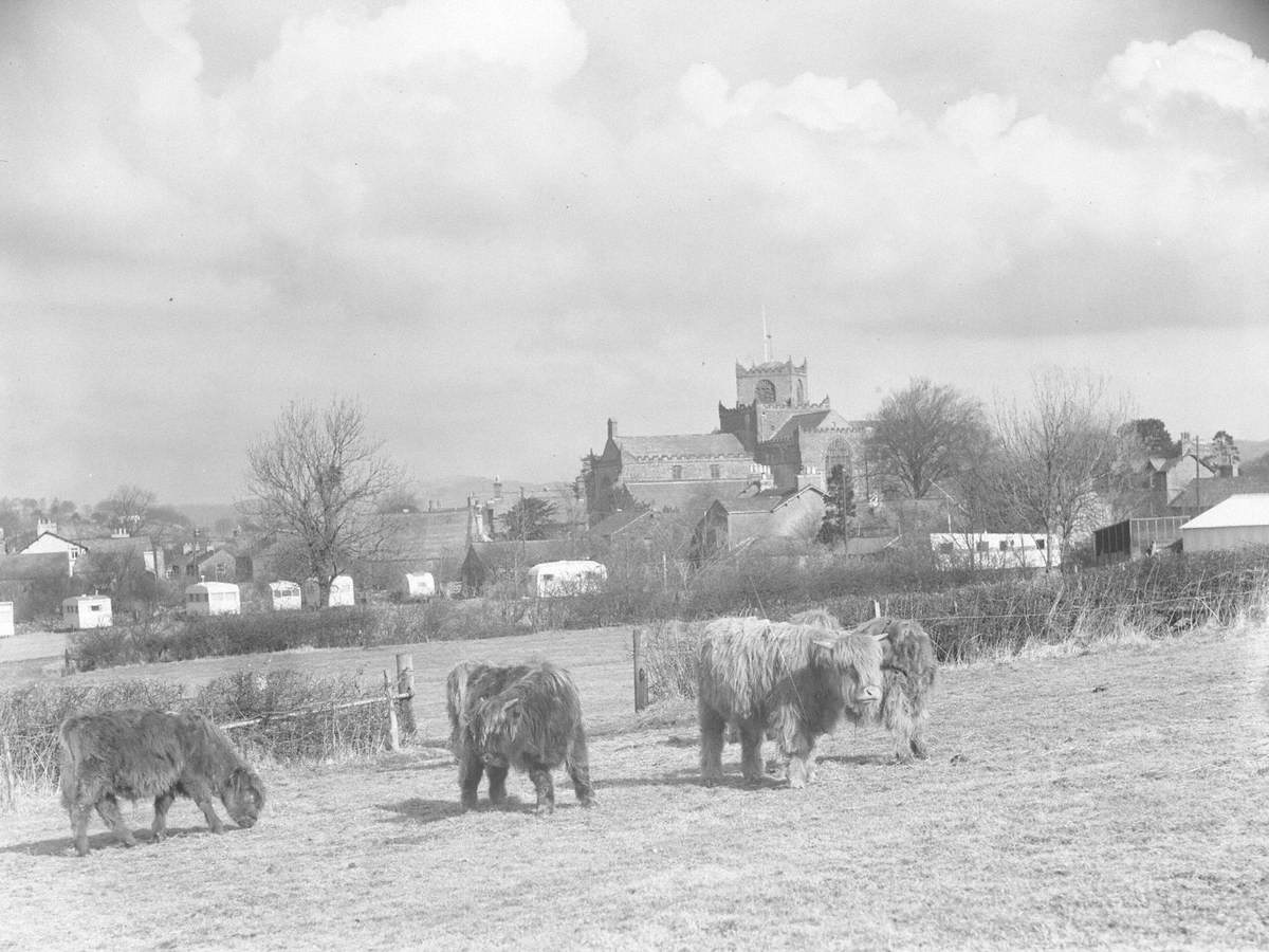 Highland Cattle Grazing