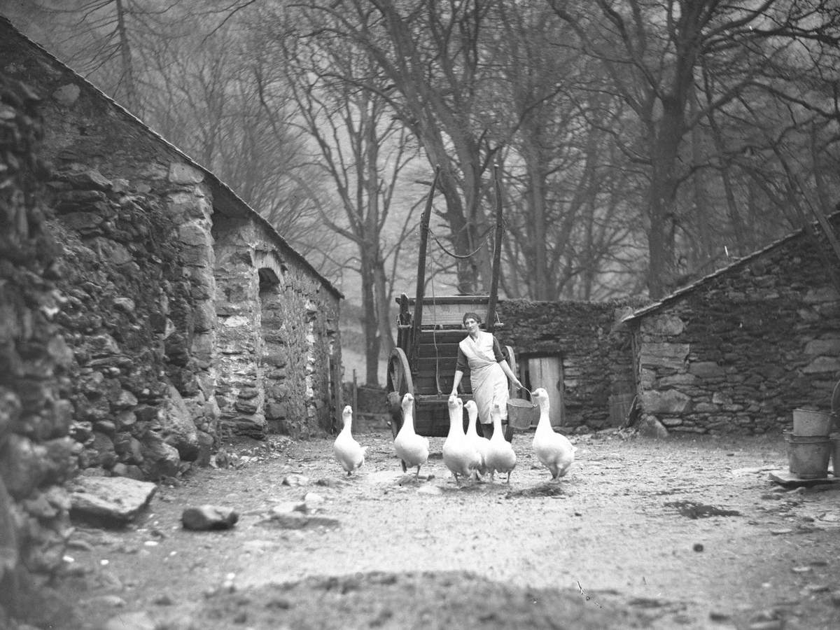 Farmyard and Geese